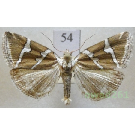 Deltote bankiana (Fabricius, 1775) Czech54